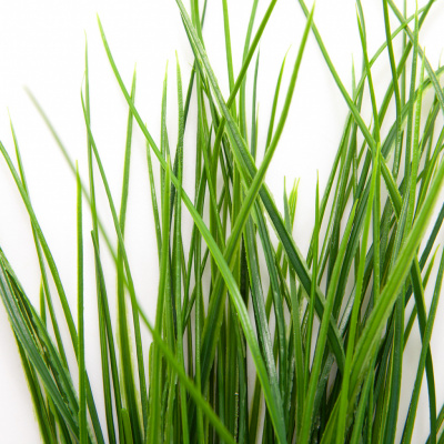 Трава искусственная -4, шт  (осока 50 см/8 см  7 листов)				 - купить в Липецке. Цена: 130.73 руб.